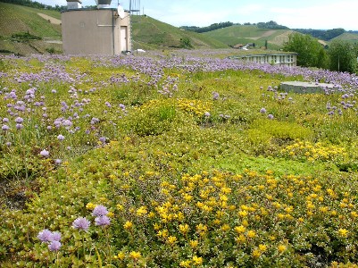Dachbegrünung Sedum Stauden www.Schäfer-Dachbegrünung.de