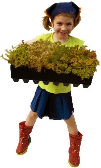 Dachbegrünung Fertigelemrnt Greenbox www.Schäfer-Dachbegrünung.de