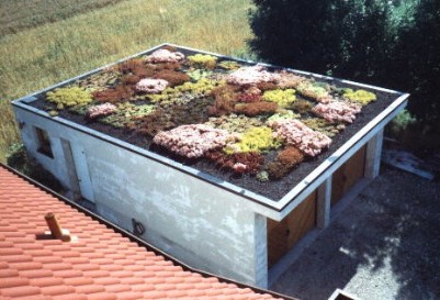 Extensive Dachbegrünung www.Dachbegrünung-Schäfer.de