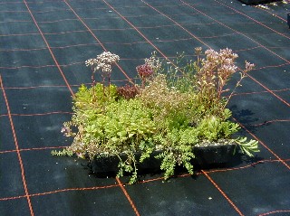 GeenBox Dachpflanzen Dachgärtner Bausatz Selbstbau Aufbau www.Schäfer-Dachbegrünung.de