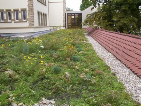 Gasdach, Kräuterdach, Staudendach, www.schaefer-info.de