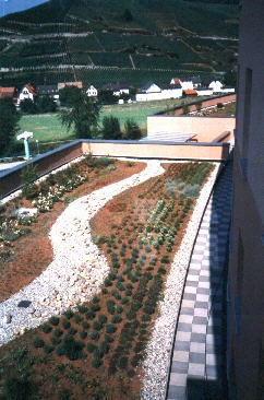 Gründach www.Schäfer-Dachbegrünung.de