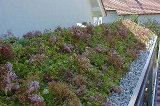 Schrägdachbegrünung Steildachbegrünung www.Schäfer-Dachbegrünung.de