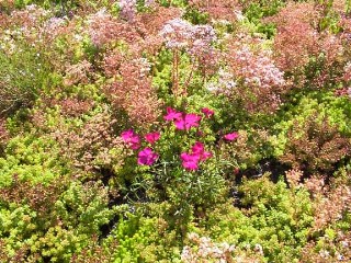 Sedum Stauden Dachpflanzen www.Schäfer-Dachbegrünung.de