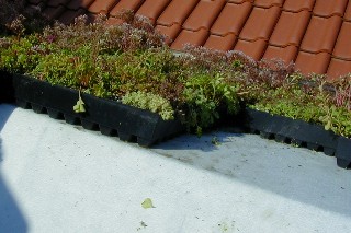 Vorkultivierte Dachbegrünungselemente GreenBox www.Schäfer-Dachbegrünung.de