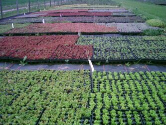 Blühende Stauden‑Dachbegrünung auf extensiver Grünfläche, regional kultiviert und nachhaltig mit Solarstrom produziert; widerstandsfähige Pflanzen für ökologische, langlebige Dachsysteme.