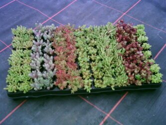 Vielseitige extensive Dachbegrünung mit robusten Stauden, robusten Stauden, nachhaltig mit Solarstrom produziert; ökologisches Gründach mit trockenheitsverträglichen Pflanzen für klimafreundliche Dachflächen. 