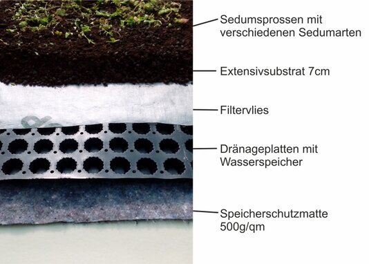 Mehrschichtiger Aufbau einer extensiven Dachbegrünung mit Speicherschutzmatte, Dränageplatte mit integriertem Wasserspeicher, Filtervlies und einer 7 cm starken Extensivsubstratschicht. Auf der Oberfläche sind frisch ausgebrachte Sedumsprossen verschiedener Sedumarten zu sehen. Die gesamte Aufbauhöhe beträgt rund 10 cm, das Feuchtgewicht liegt bei etwa 110 kg/m². Die Darstellung zeigt den fachgerechten, funktionssicheren Schichtaufbau eines leichten, pflegearmen Gründachs.“<br />