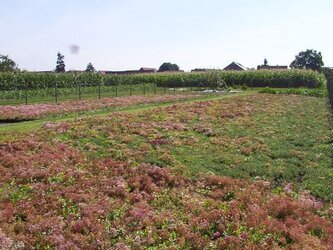Frische Sedumsprossen in nachhaltiger Produktion, dicht wachsend und ideal für extensive Dachbegrünung; regional kultiviert und ressourcenschonend hergestellt.