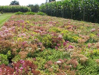 Blühende Sedumpflanzen vin verschiedenen Sorten
