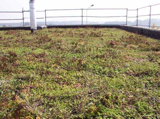 GreenBox mit integrierter Drainage und Sedum‑Vegetation für sofort grüne Dächer.