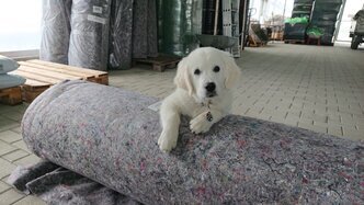 Betriebshund Poey unterstützt bei der nachhaltigen Produktion von Dachbegrünung; freundlicher Hund in unserer Lagerhalle.