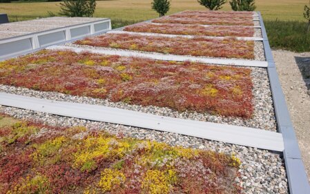 Blühende Dachbegrünung mit Sedum ausgeführt in Stuttgart auf Fertiggaragen der Firma Zapf Garagen.