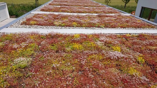 Strukturierter Aufbau einer Dachbegrünung mit Drainageelementen, Filtervlies und nährstoffreichem Substrat.