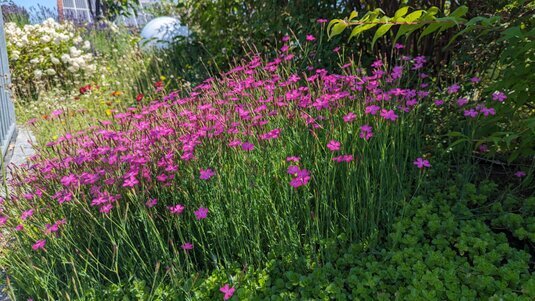 Wartung und Pflege von Dachbegrünungen zur Förderung gesunder Pflanzen, stabiler Schichtaufbauten und zuverlässiger Regenwasserführung.