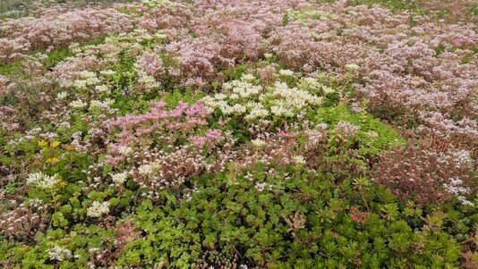 Professionelle Pflege von Gründächern mit Kontrolle der Vegetation, Reinigung der Abläufe und nachhaltiger Erhaltung der Dachökologie.