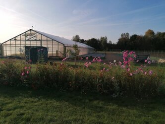 Nachhaltige Pflanzenproduktion im modernen Gewächshaus, optimal kultivierte Sedum‑ und Staudenpflanzen für hochwertige Dachbegrünung unter kontrollierten, ressourcenschonenden Bedingungen.