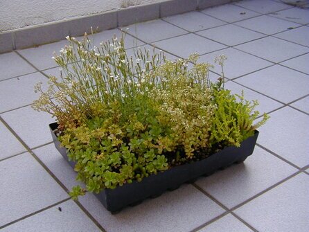 Die GreenBox ist ein fertiges Begrünungsmodul, das direkt aufs Dach gelegt wird. Kein komplizierter Schichtaufbau, kein langes Planen – einfach auslegen, verbinden und begrünen lassen.