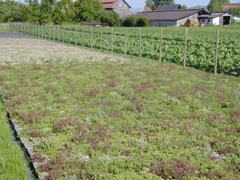 Dachbegrünungs‑Zubehör für Flachdächer und Carports mit langlebigen Systemelementen und einfacher Verarbeitung.