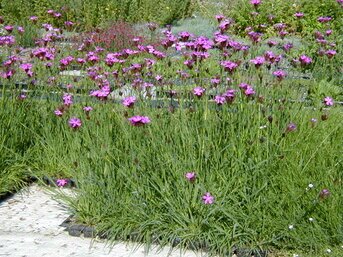 Dachbegrünungs‑Zubehör für Flachdächer und Carports mit langlebigen Systemelementen und einfacher Verarbeitung.