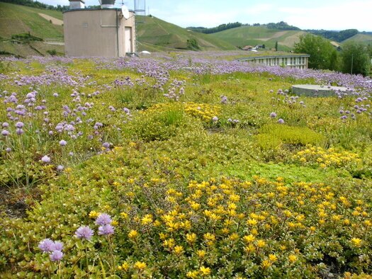Biodiversitätsdächer – Lebensraum für Insekten & Natur