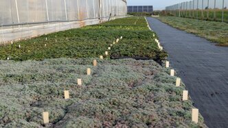 Pflegeleichte Stauden‑Dachbegrünung auf extensivem Gründach, regional produziert und nachhaltig mit Solarstrom hergestellt; klimaresistente Pflanzen für langlebige, ökologische Dachflächen.