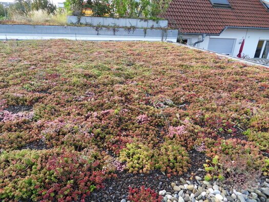 Diese Systeme speichern besonders viel Regenwasser und geben es verzögert ab.