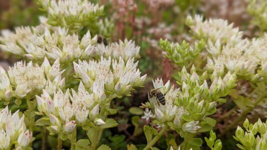 Effiziente Pflege von Gründächern mit Unkrautkontrolle, Substratpflege und Funktionsprüfung für dauerhaft vitale Dachflächen.