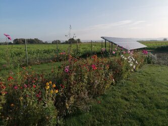 Nachhaltige Produktion von Dachbegrünung mit 100 % Solarstrom; ressourcenschonende, regional hergestellte Sedum‑ und Staudenpflanzen für ökologische Gründachsysteme.