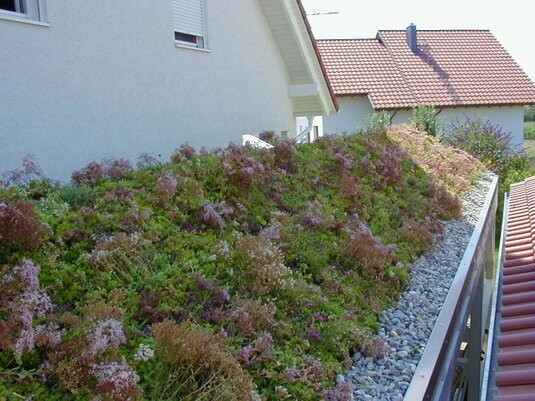 GreenBox mit integrierter Drainage und Sedum‑Vegetation für sofort grüne Dächer.